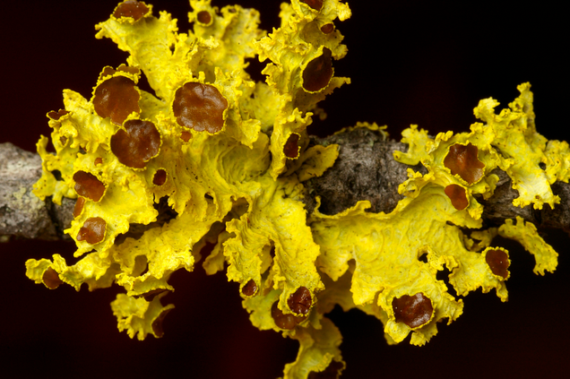 Vulpicida canadensis